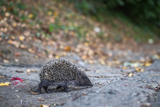 的比赛中占 的比赛中占