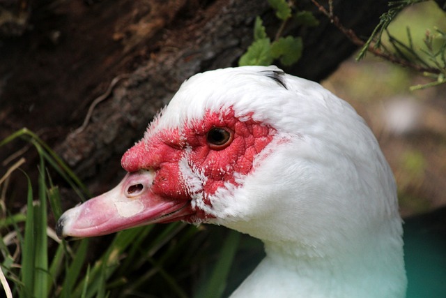 逼入后退之 逼入后退之